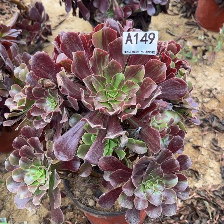 欧若拉多肉植物149.