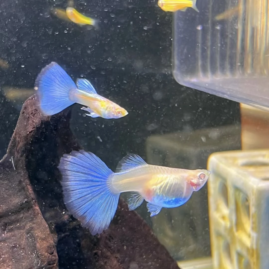 精品孔雀鱼蓝白单品母鱼易繁殖淡水胎生小鱼