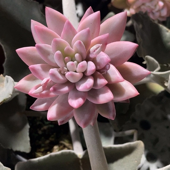 流沙体美人锦一物一拍