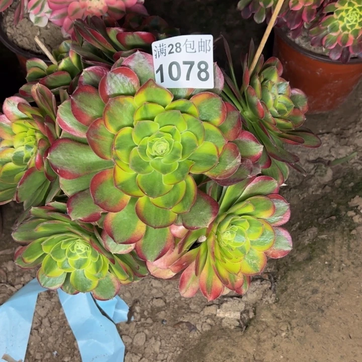 1078奶白多肉植物