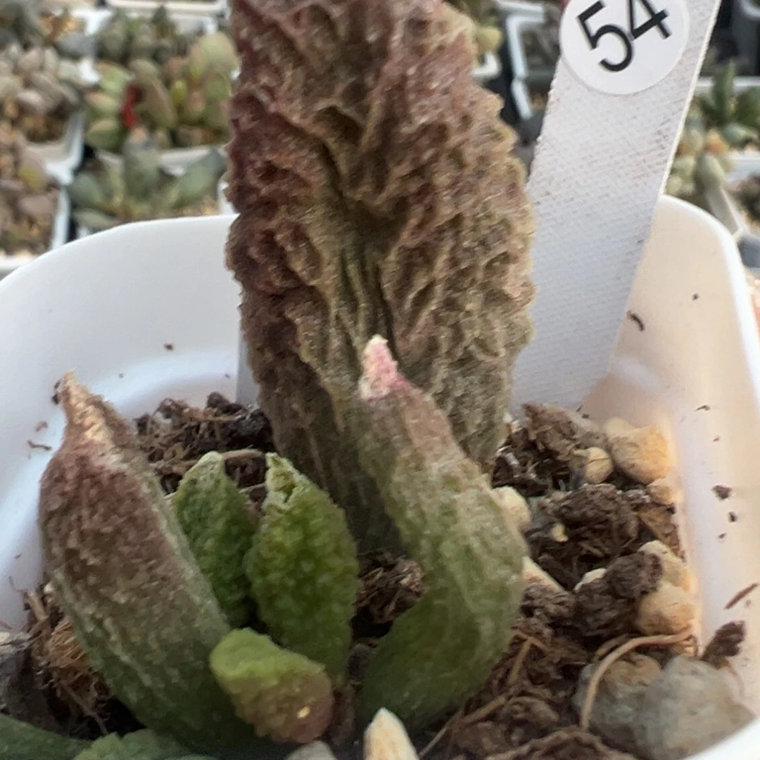 54苍龙大苗多肉植物