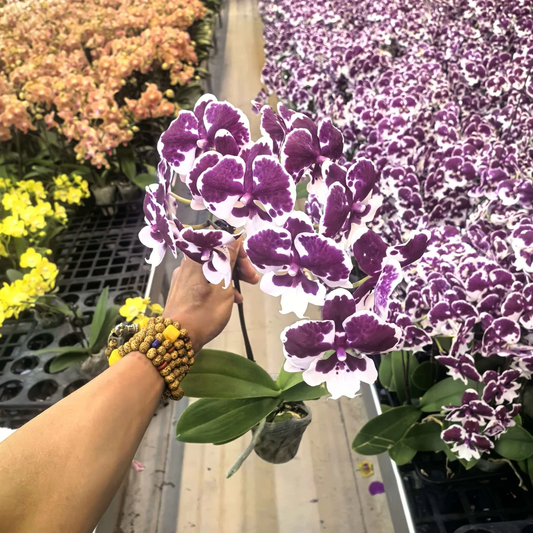 蝴蝶兰【一千零一夜】全开花株(一颗包邮)