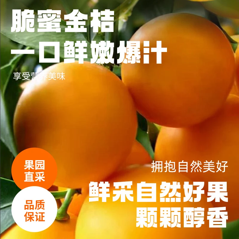 【特2】广西融安第三代脆蜜金桔新鲜多汁纯甜爽口甜蜜