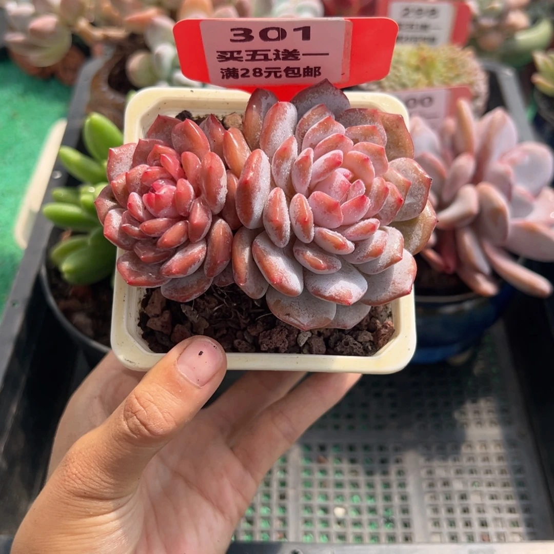 表妹精品多肉植物301.