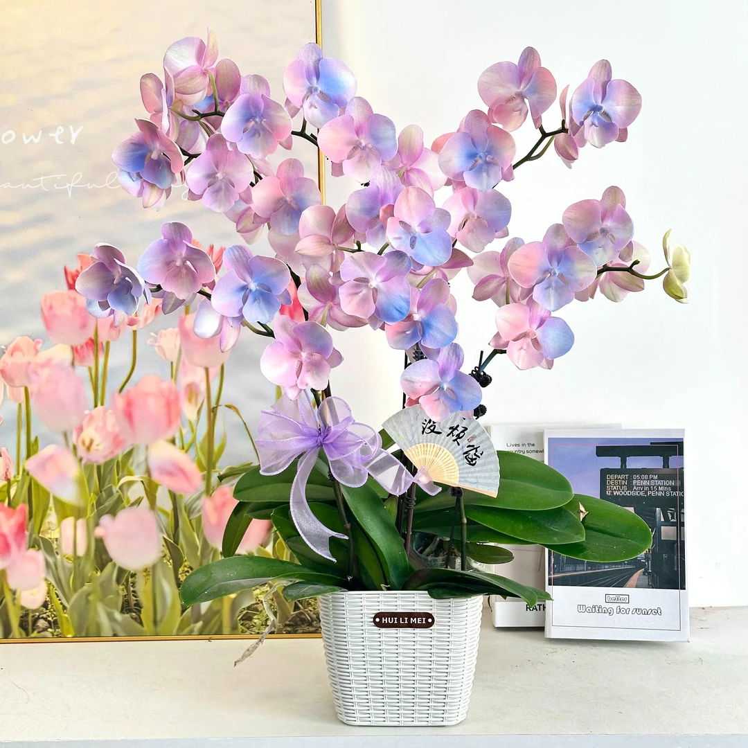妗画【星河】喷色蝴蝶兰鲜花精致组盆 开花株 室内绿植基地直发