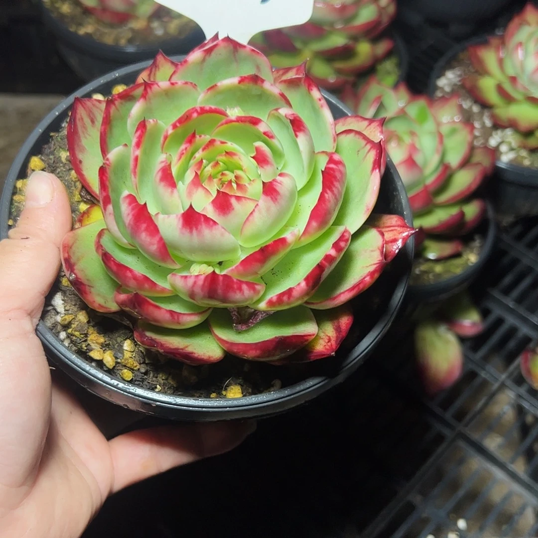 呦***呦惊鸿仙子一物一拍8019号