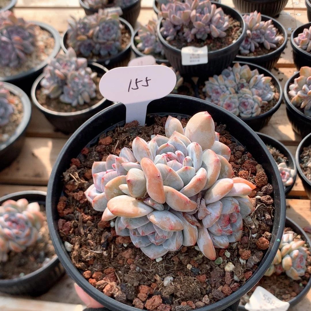 9厘米六头石榴籽 特价  无砍 155