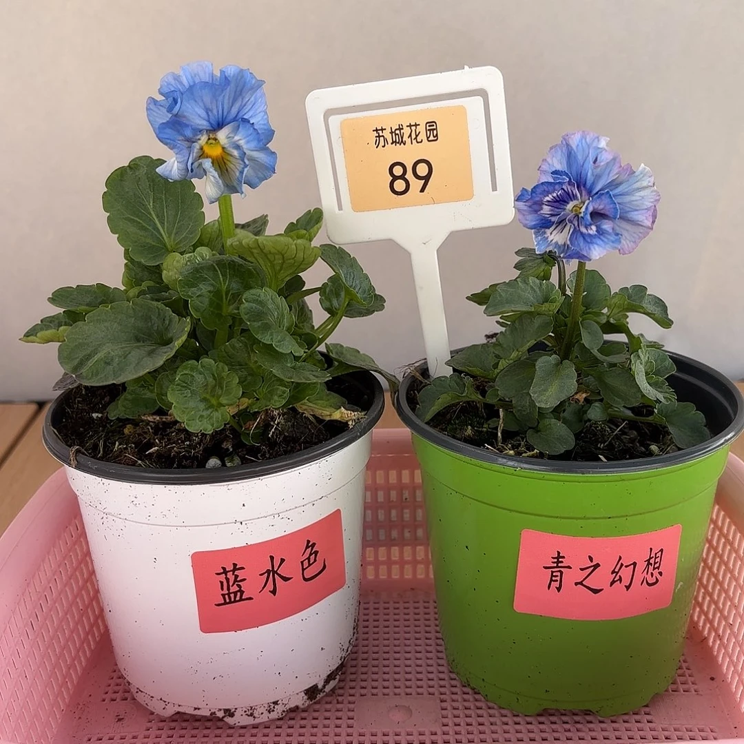 大部分开放少量花苞89