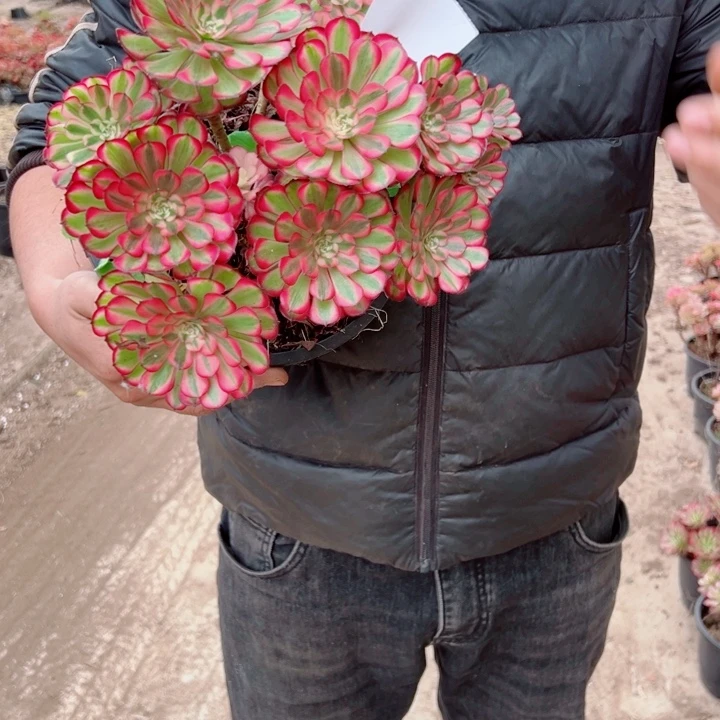 红铜二加伦70号多肉法师