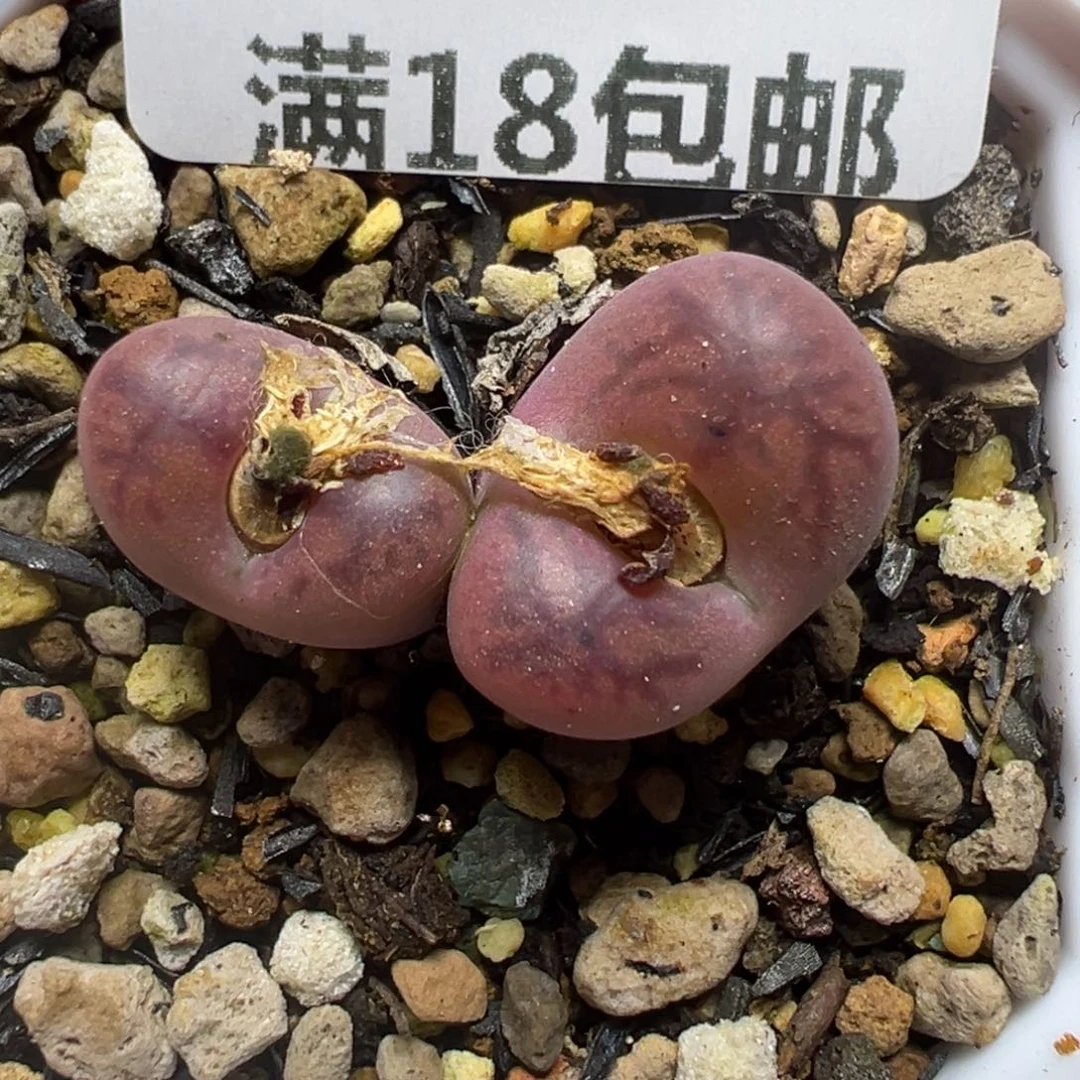 【闪购商品】1190……