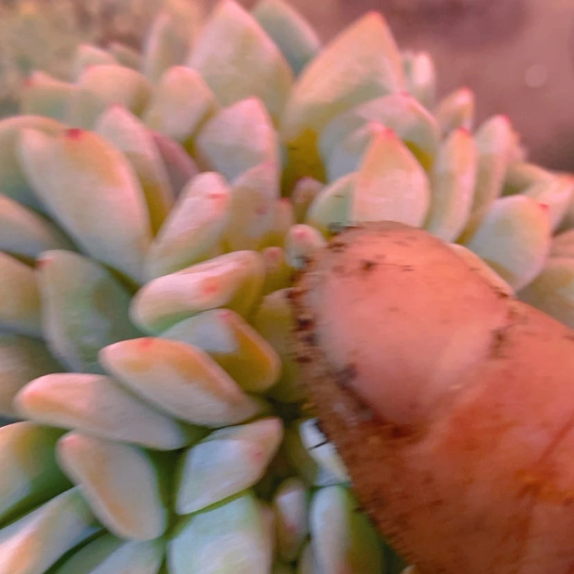 【闪购商品】乐*妮11111111