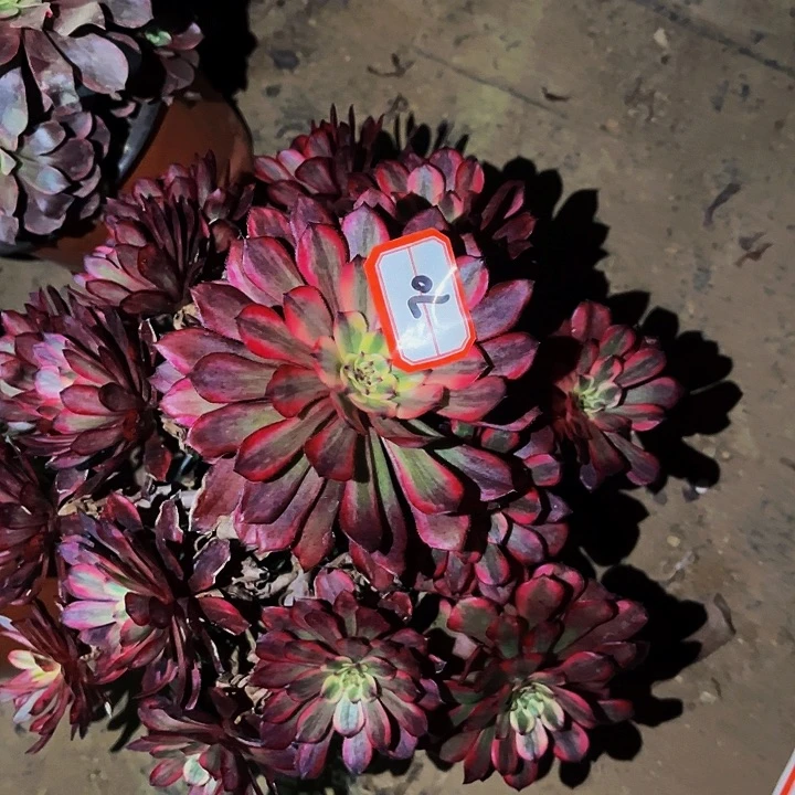 70红胭脂多肉植物处理不售后