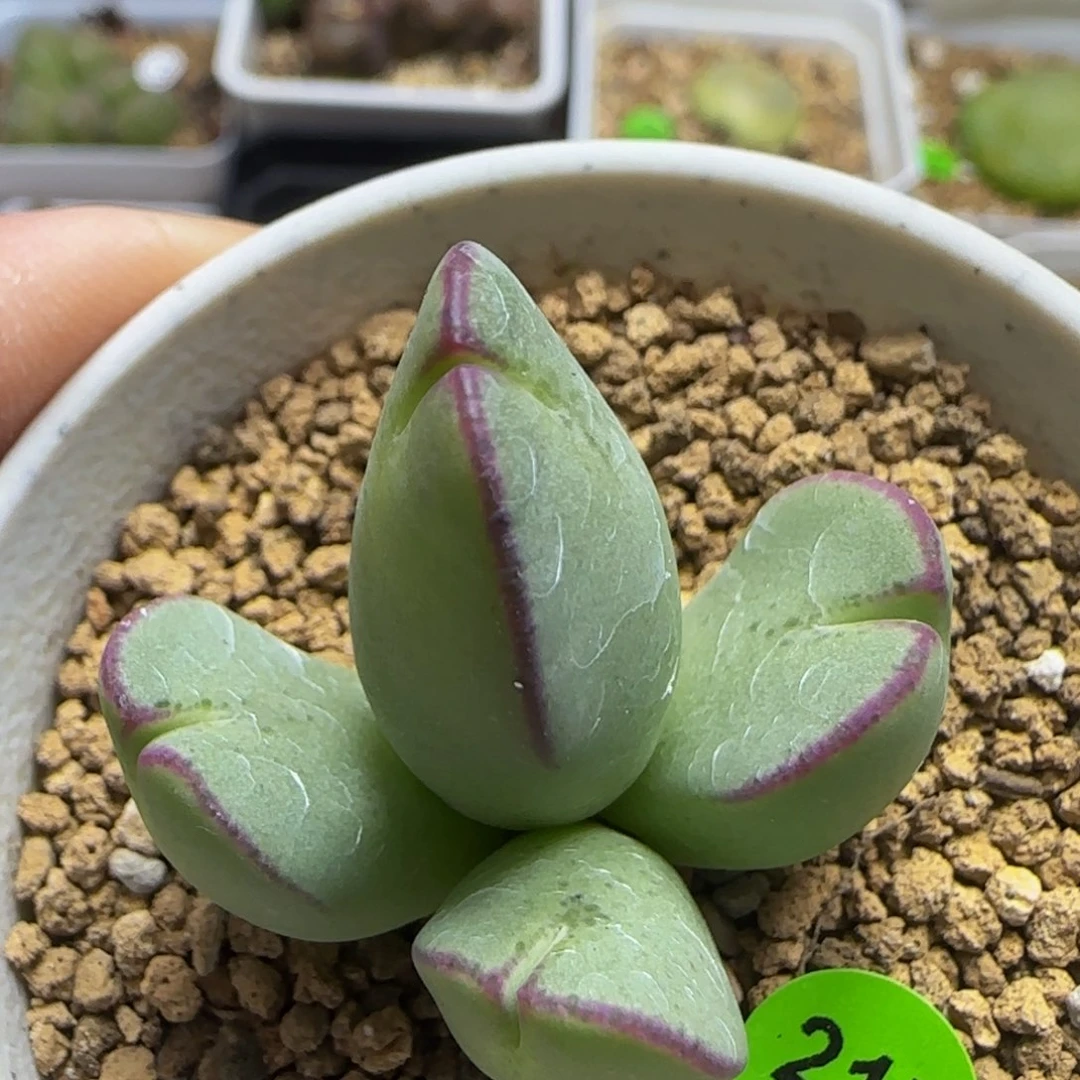 托马斯手工水饺群217