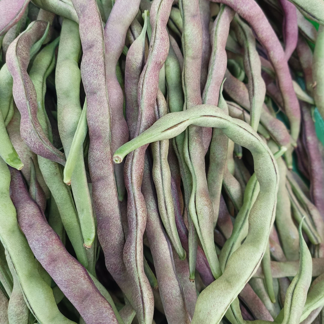 大连本地豆角5斤邮政包邮