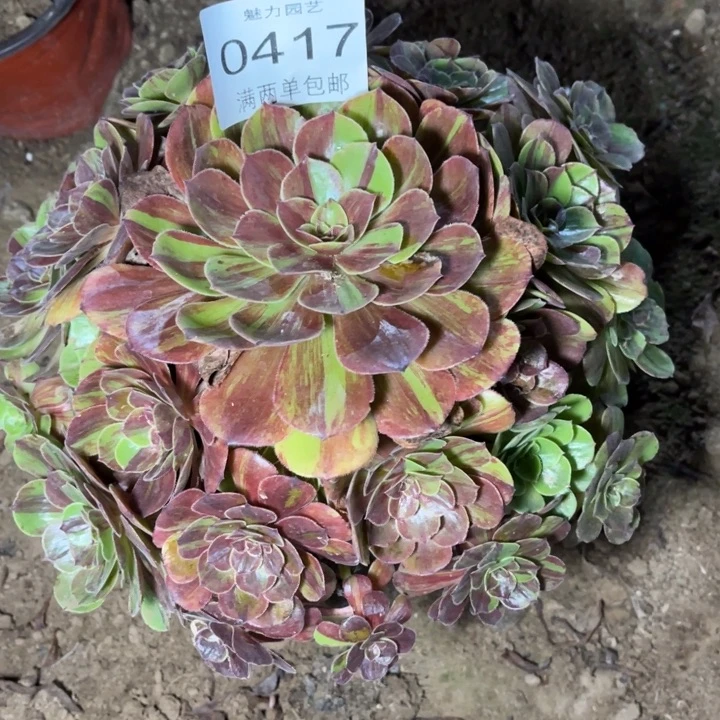 花月夜多肉多肉的人0417