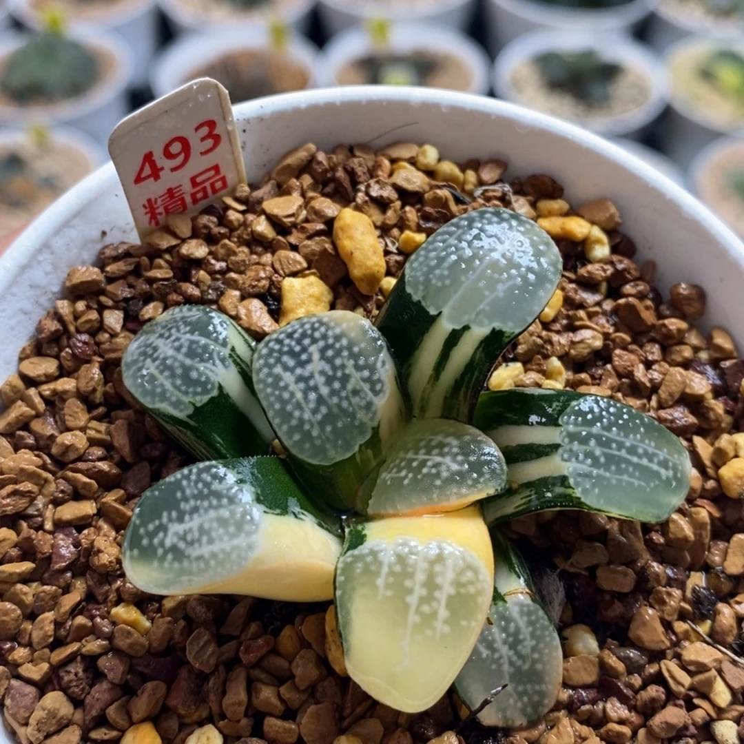 493点点十二卷多肉植物