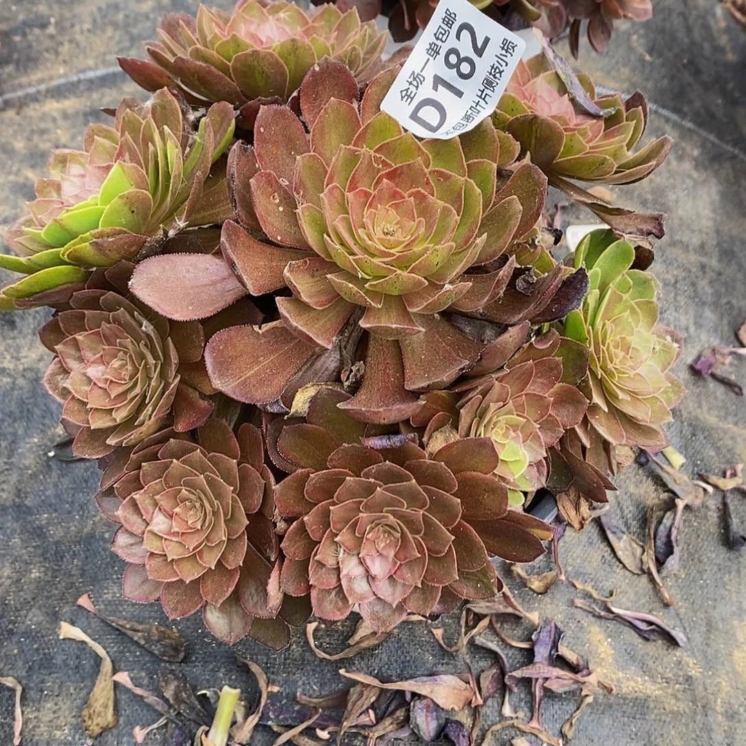 182千面男爵多肉法师锦