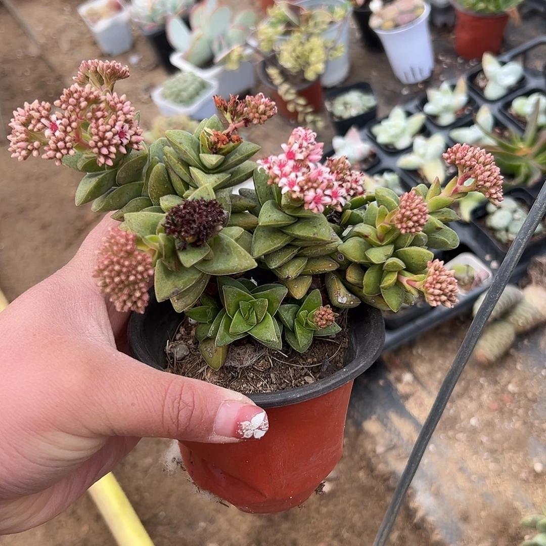 多肉植物神童开花