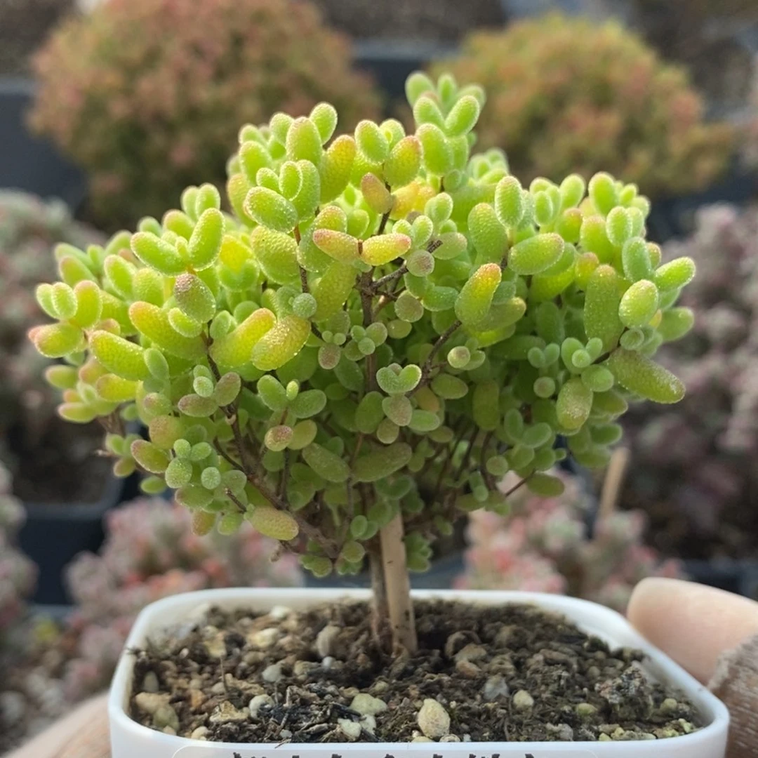 蜜橘糖球4352枝干番杏