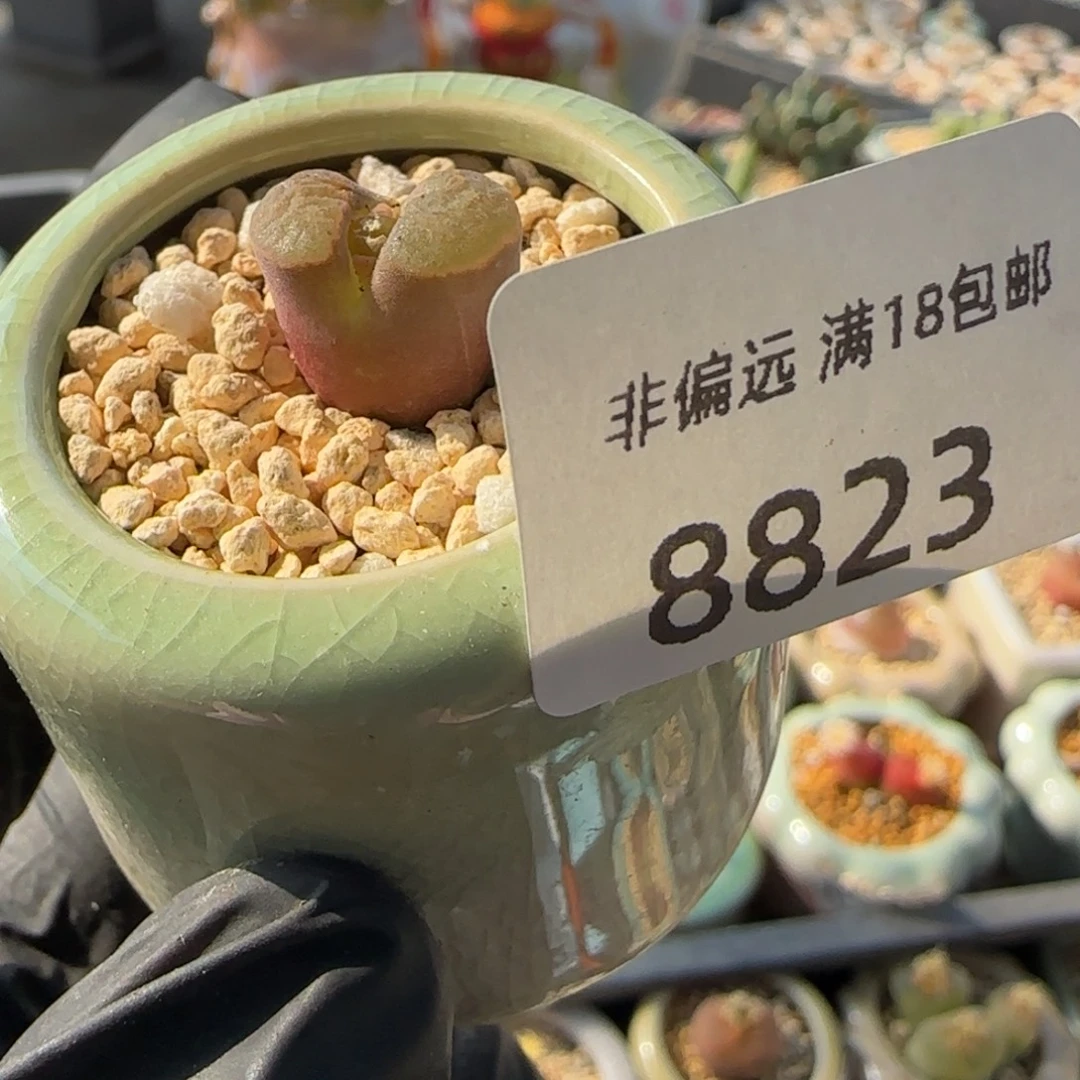 8823--一物一拍 带盆