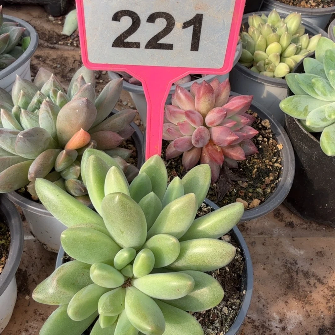 多肉植物橙色奇迹221