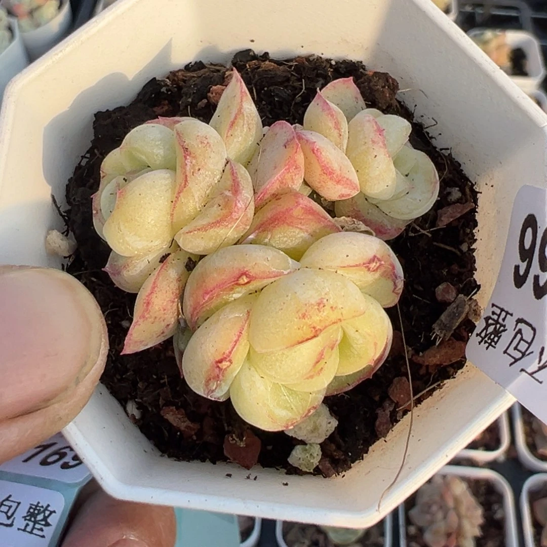 小卡拉米糖心一物一拍29-166