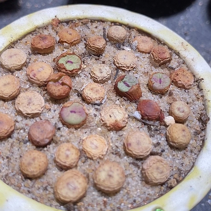 小红嘴1380b一组两颗