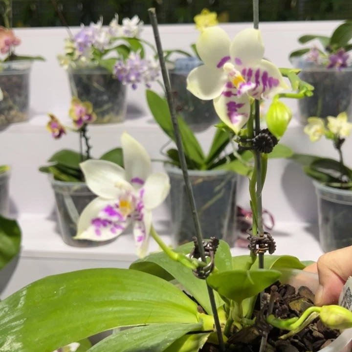 大部分花苞少量开放林登斑马4.5寸三花间带高芽有花苞淡香