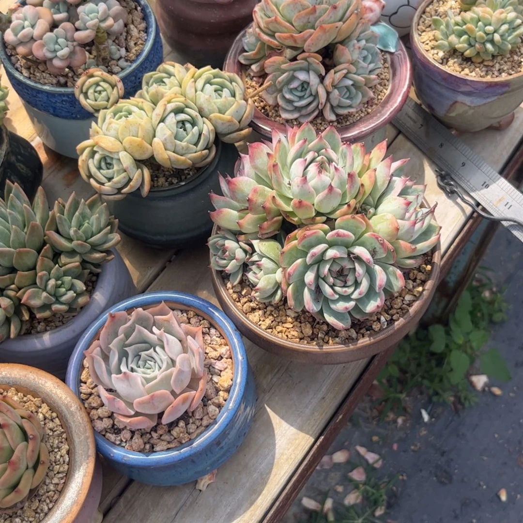 小****✧多肉植物111111111