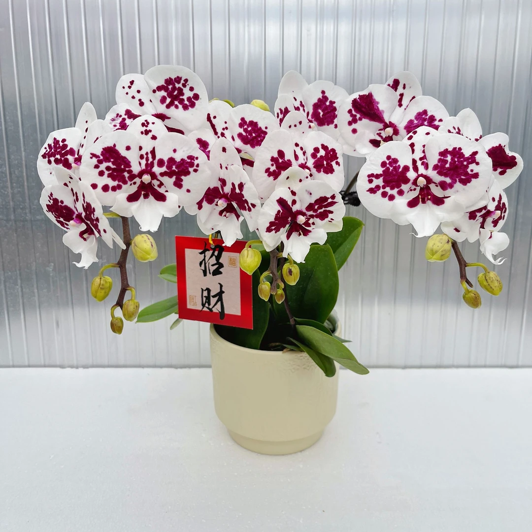 蝴蝶兰【奶牛】花期巨长新手推荐好养耐养乔迁送礼广西基地直发