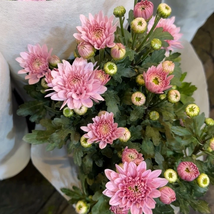 完全开放新品小菊蒙拉丽莎