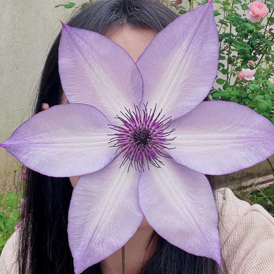 铁线莲盆栽耐寒耐热适合室内阳台庭院