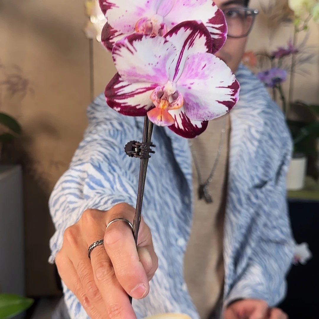 大部分花苞少量开放523/哈宝/福利出