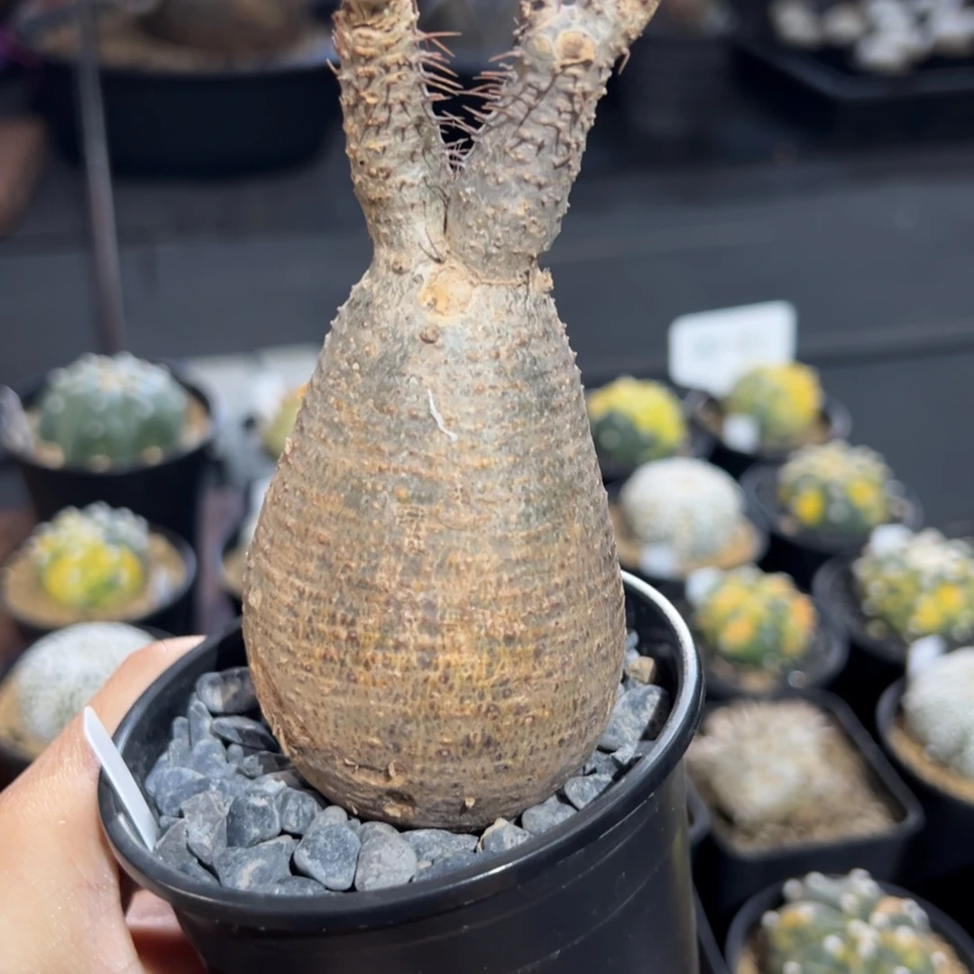 三七 老家熟桩象牙宫 小兔子 一物一拍