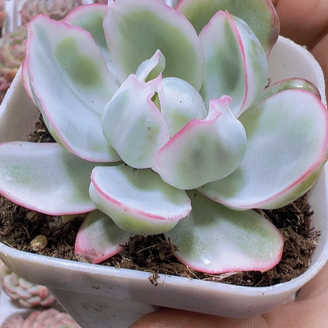 伯克利锦19包邮多肉植物