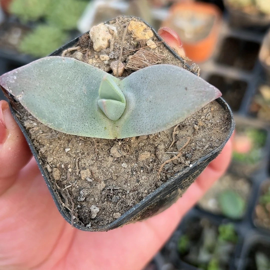 多肉植物奇艺鸟单头