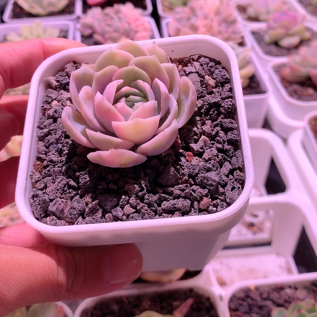 嫣*娆蓝色惊喜多肉植物老桩