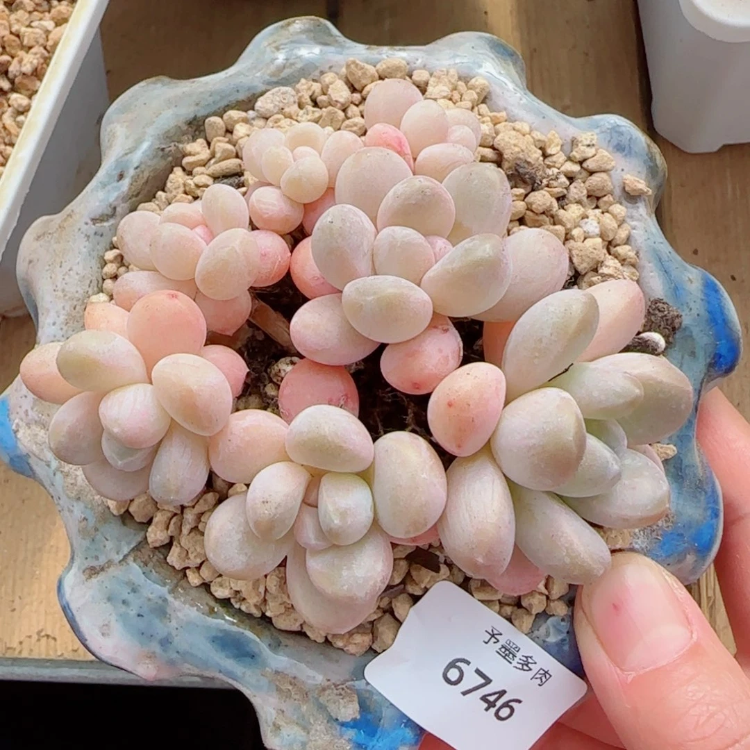 香玉无砍，6746多肉植物