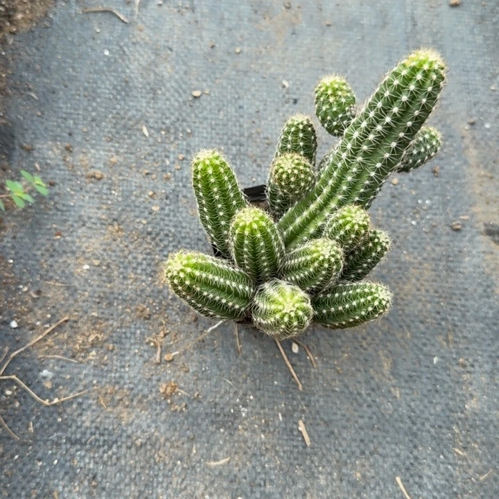 白檀仙人掌157白檀107