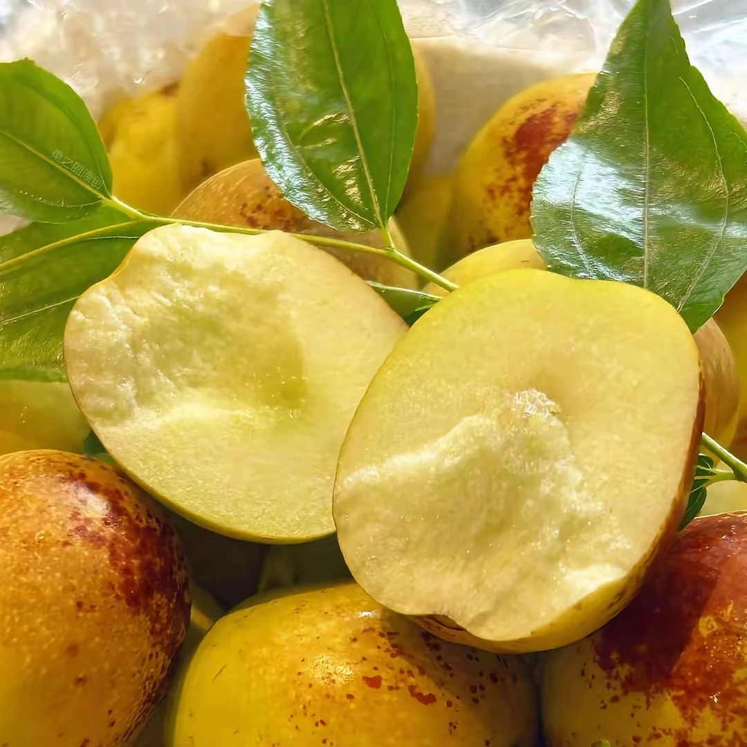 正宗陕西大荔头茬冬枣现摘现发脆甜多汁新鲜水果树熟老少皆宜