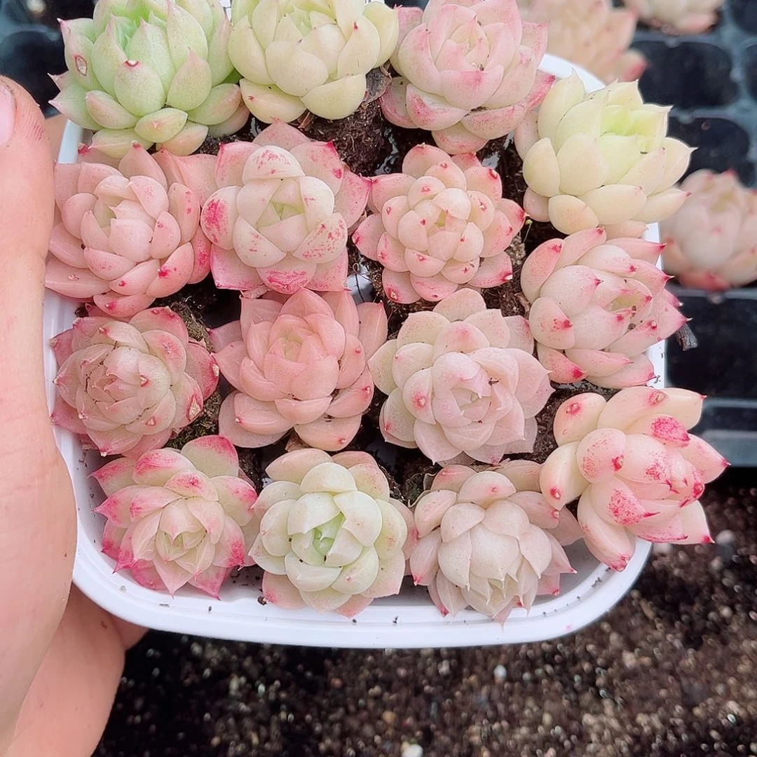 1-258 新疆西藏内蒙不发12.8包邮2-3公分多肉
