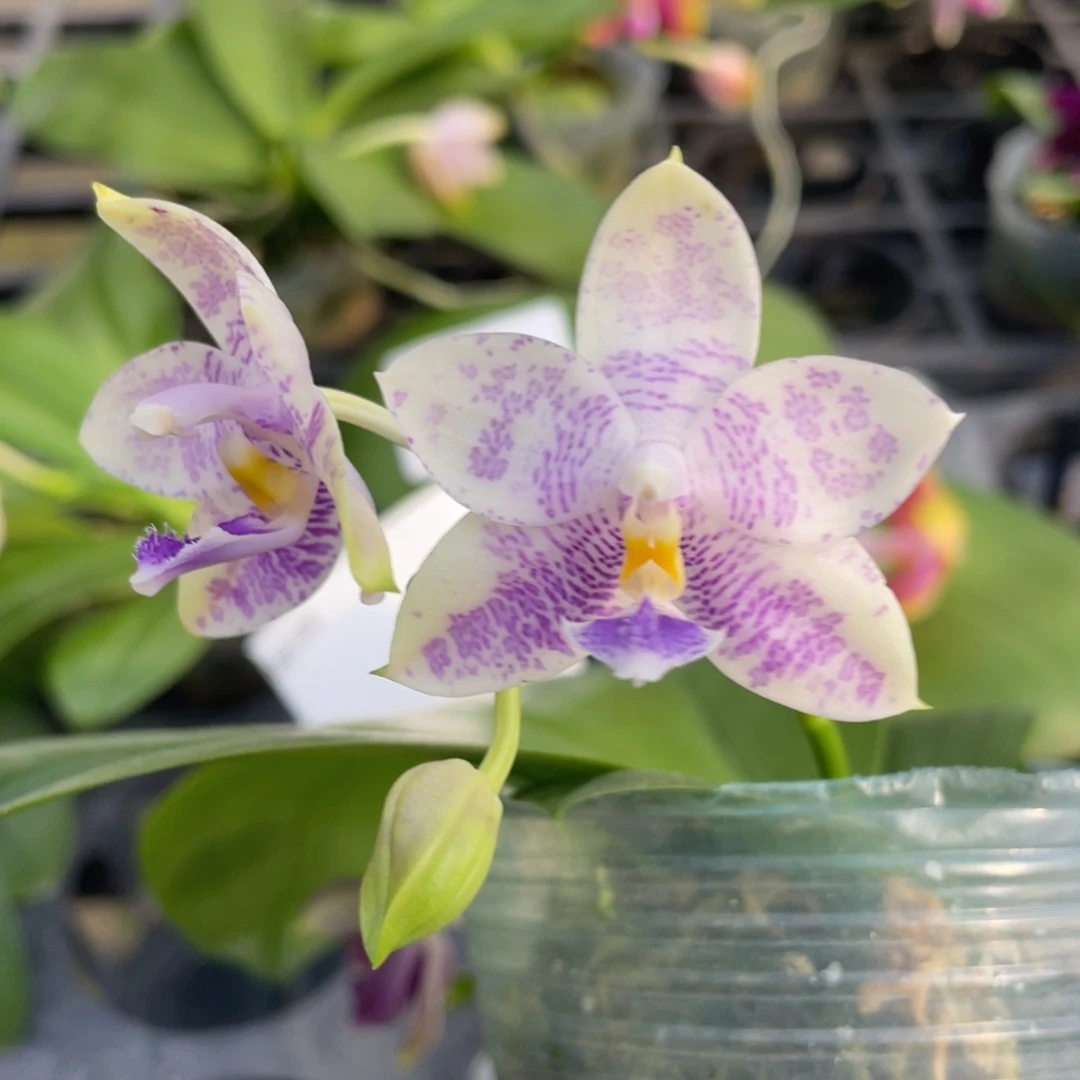 完全开放08开花株