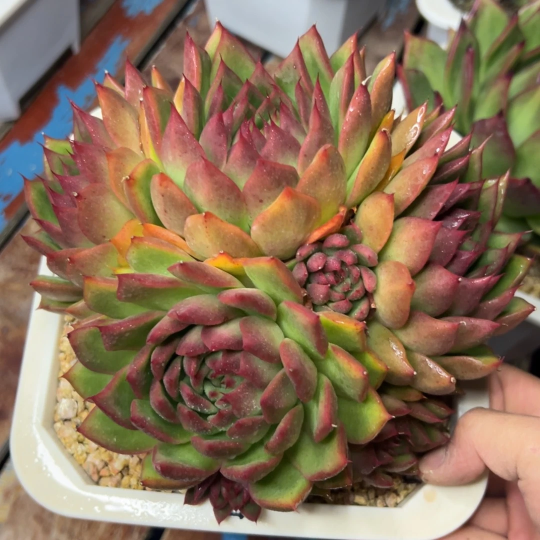 多肉植物一物一拍（99号）