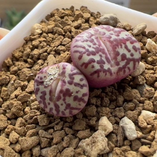 干疤特价霓虹安贞一颗89。