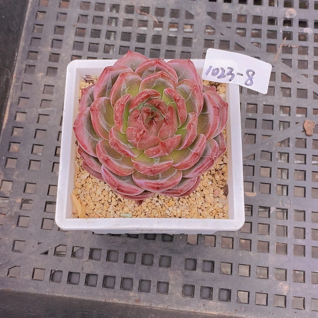 薇***i1023-8-专拍夜魔侠模特一颗