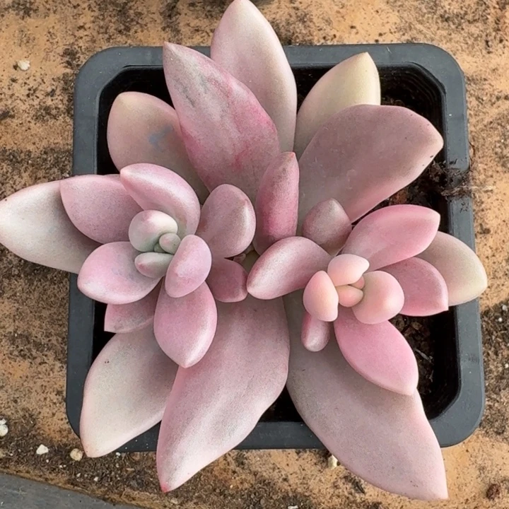 桃花源锦一物一拍