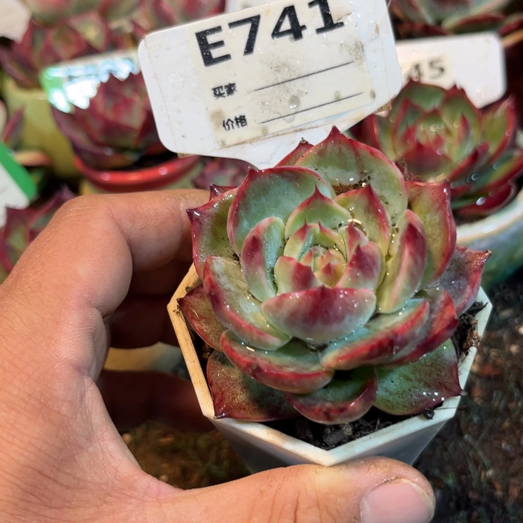 惊鸿一瞥741号多肉