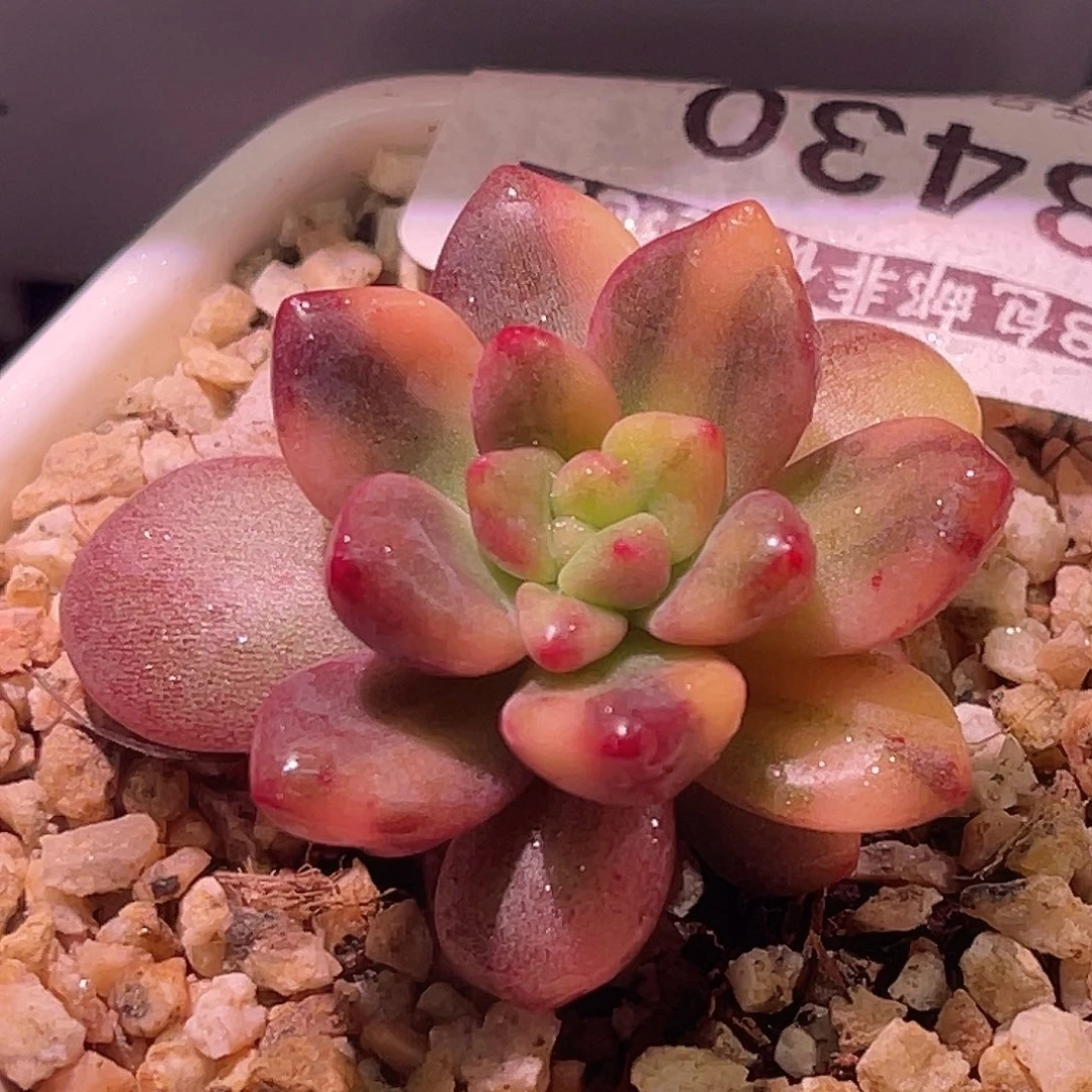 鲍***姐尚品园艺福利锦有须根8430