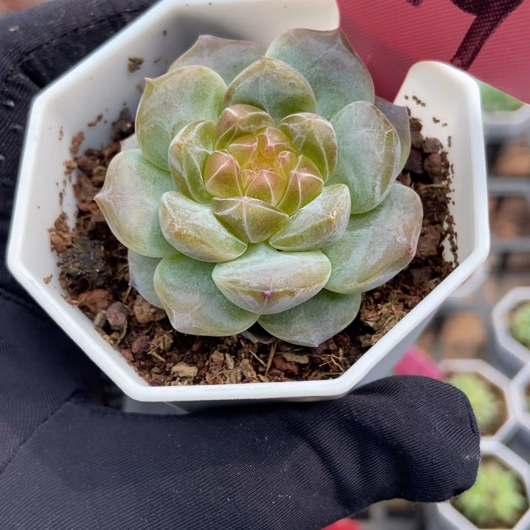 1419冰魄多肉植物