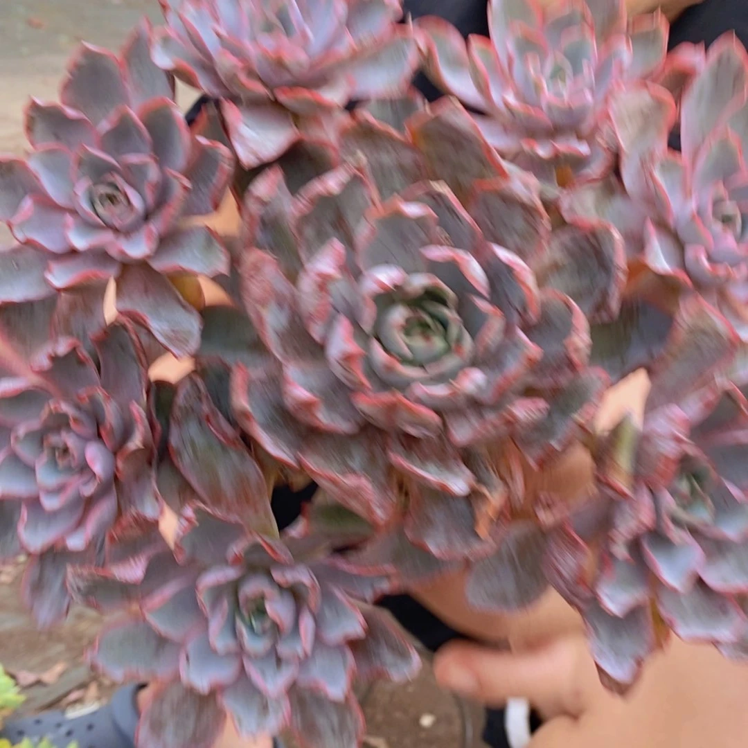 赫拉多头手捧无砍